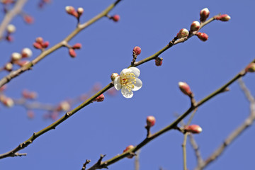 plum flower
