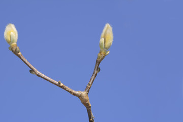 magnolia buds
