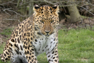 Fototapeta na wymiar Leopard skoncentrowane