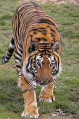 on the prowl