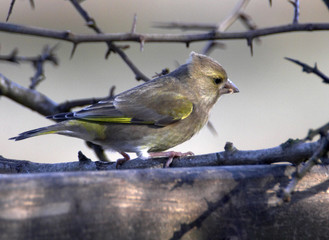 winter finch