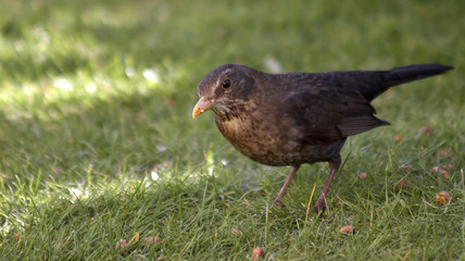female blackbird