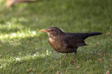 blackbird in winter sunshine