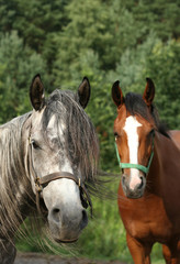 Obraz premium horses