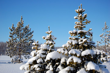 fur-trees in snow