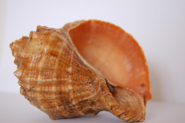 shell