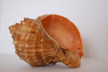shell 02