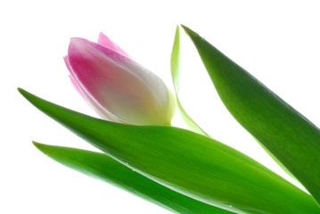 tulip