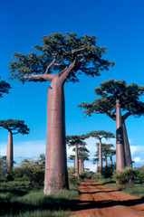 Fototapeta na wymiar Allee des Baobabs ? Morondava, Madagaskar