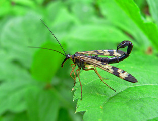 insect (panorpa communis)