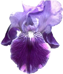 Crédence de cuisine en verre imprimé Iris iris barbu