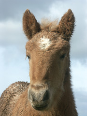 Fototapeta premium portrait d'un poulain