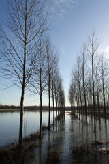 Fototapeta premium marais