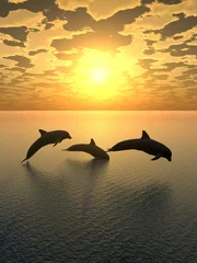 Fotobehang Geel dolfijn geel zonsondergang_2