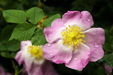 beautiful flower-rose with wet petals