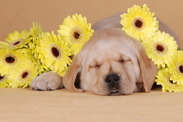 sleeping puppy with yellow flowers