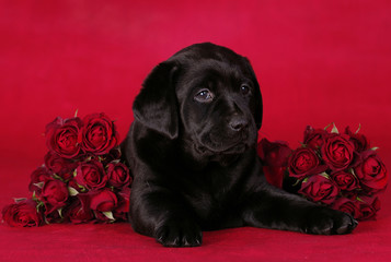 puppy with roses
