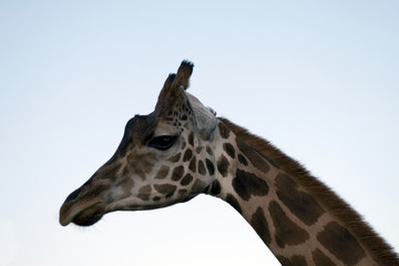 giraffe close-up