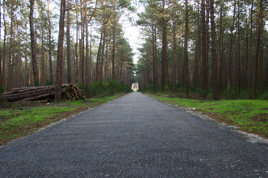 waldstrasse