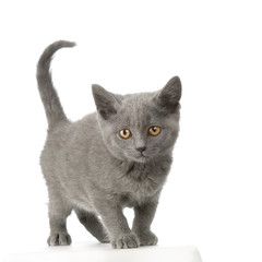 chaton chartreux