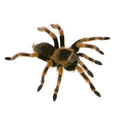 mygale; brachypelma smithi