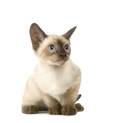 chaton siamois