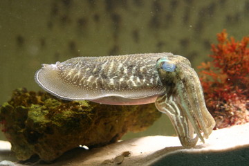 tintenfisch ii