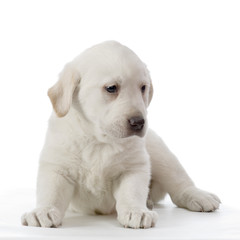 chiot labrador retriever