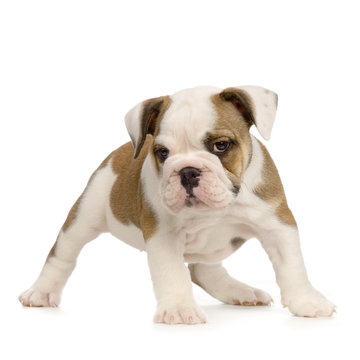 110 Best Bulldog Anglais Images Stock Photos Vectors Adobe Stock