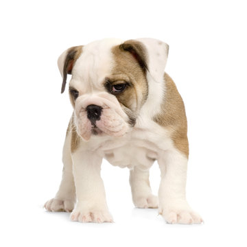 110 Best Bulldog Anglais Images Stock Photos Vectors Adobe Stock