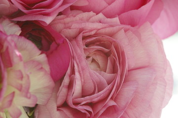 pink flower