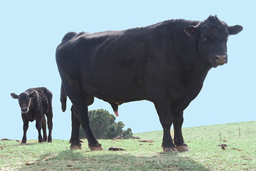 bull and baby
