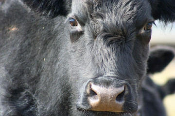 Fototapeta premium black cow staring