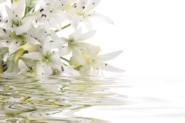 Poster Fleurs white flower in water
