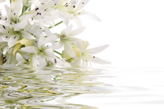 White Flower In Water