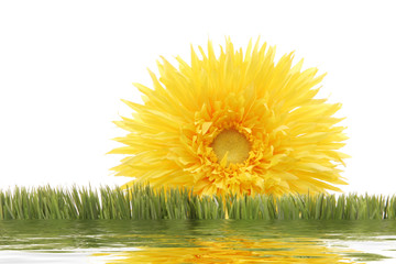 yellow daisy on green grass