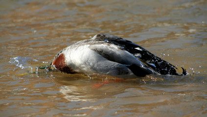 mallard diving into water