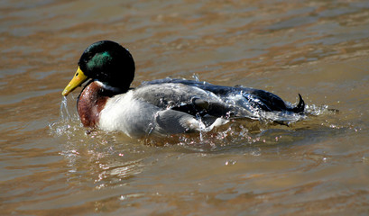 mallard wet in river