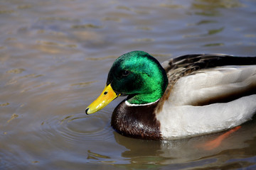 colorful mallard duck