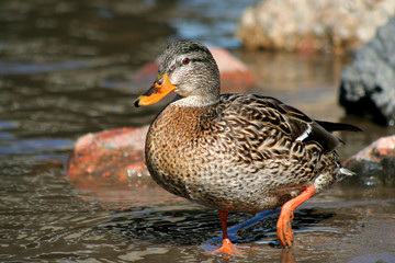 brown mallard