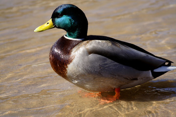 mallard standing in shallow water