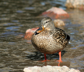 brown mallard standing