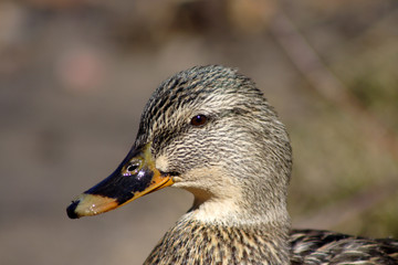 brown mallard head