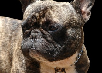 chien de race : bulldog francais