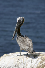 pelican 2
