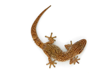 lizard