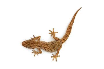 Fototapeta premium lizard