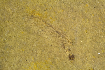 antico fossile d'insetto