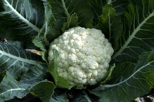 cavolfiore