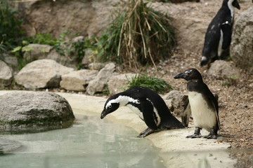 Fototapeta premium manchots du cap